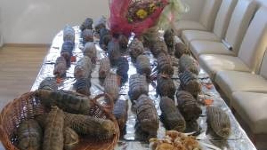 11. Ninska šokolijada