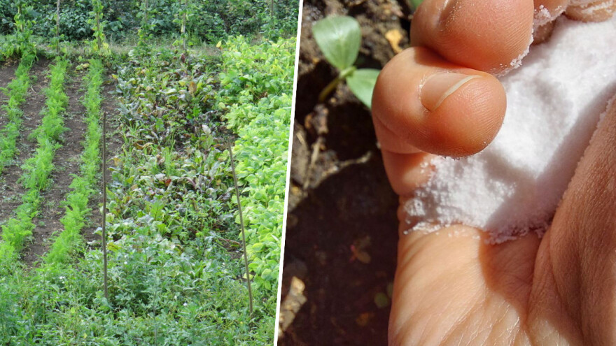 Sol protiv mravi, puževa, lukove muhe - možete napraviti nepopravljivu štetu