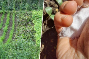 Sol protiv mrava, puževa, lukove muve - možete napraviti nepopravljivu štetu