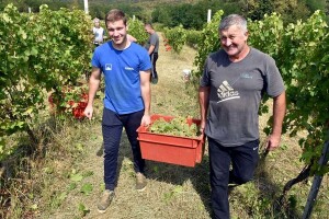 Započela berba grožđa u vinogradima Gojka Solde, kapljica će iznova biti vrhunska