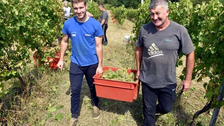Započela berba grožđa u vinogradima Gojka Solde, kapljica će iznova biti vrhunska