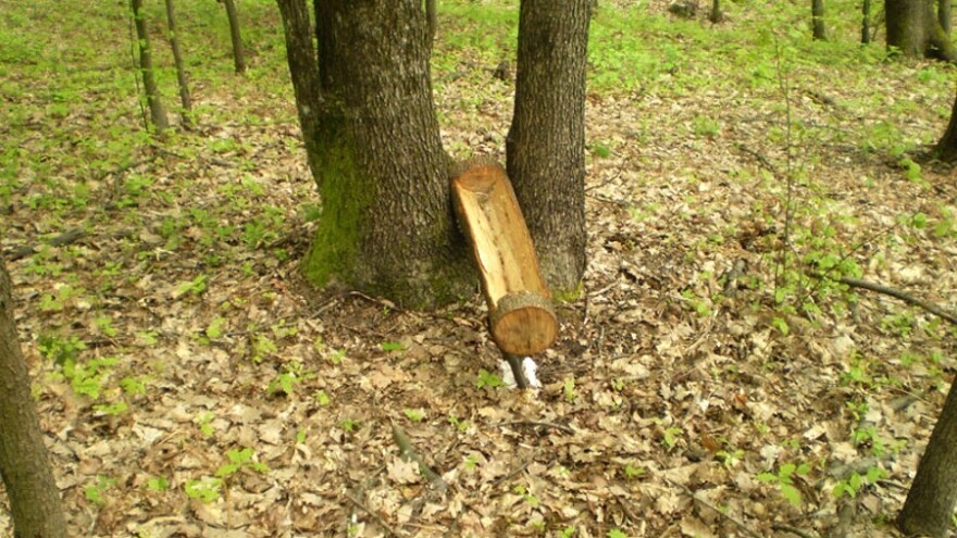 Zašto je važna so u hranilištima za divljač?