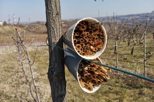 Solitarne pčele: Bolji oprašivači, otporni i na pesticide?