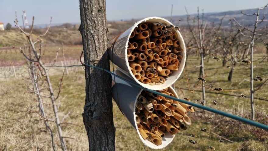 Solitarne pčele: Bolji oprašivači, otporni i na pesticide?