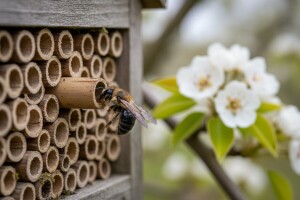 Solitarne pčele za bolje oprašivanje voćnjaka!