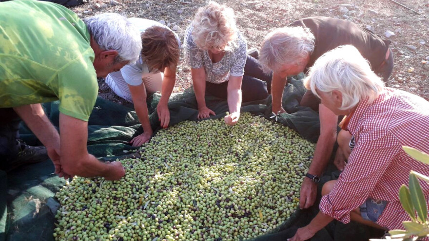 Šoltanka - autohtona sorta maslina zaslužna za vrhunsko ulje