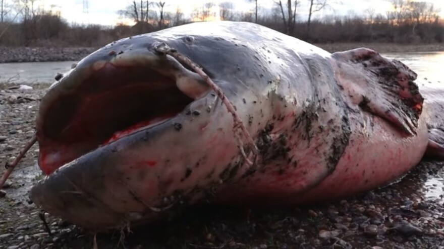 Ulovio soma "kapitalca" - dužine preko dva metra