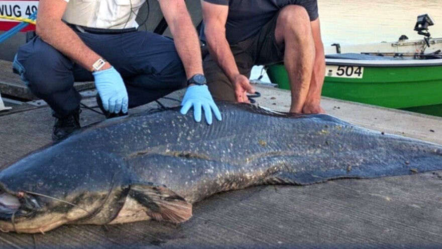 Drama na jezeru: Divovski som povredio pet kupača, policija ga ustrelila