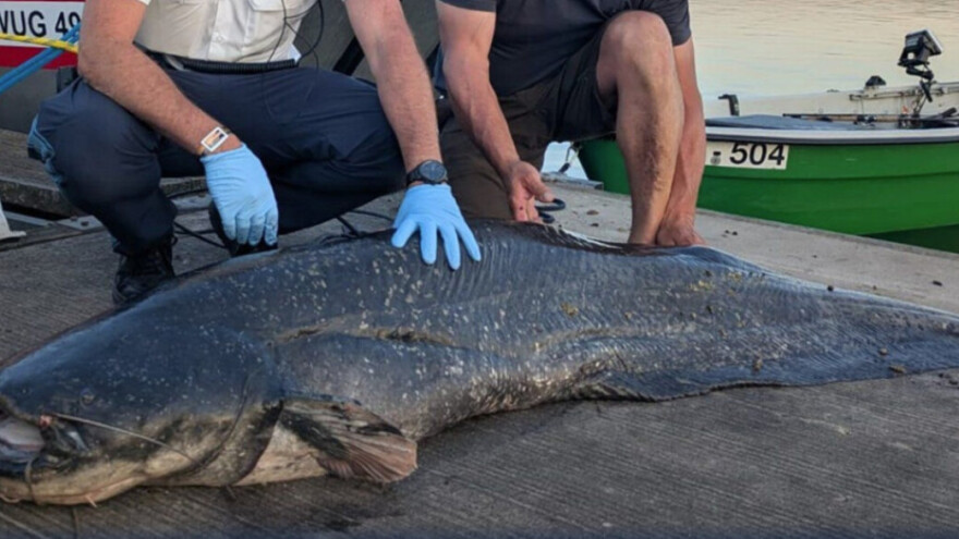 Drama na jezeru: Divovski som ozlijedio pet kupača, policija ga ustrijelila