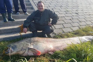 Apatinci ulovili soma teškog 125 kilograma!