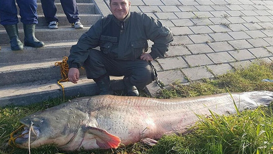 Apatinci ulovili soma teškog 125 kilograma!
