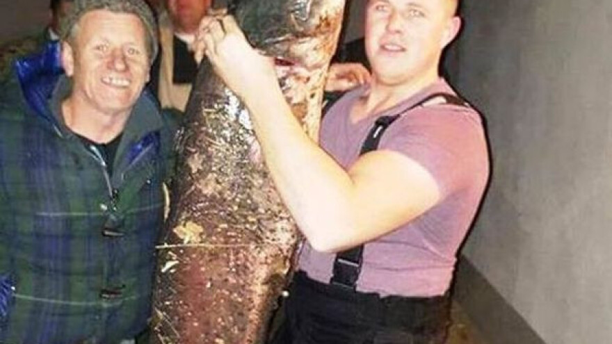 Ulovio soma teškog 48 kilograma!