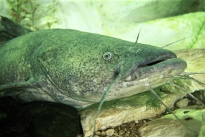 Ulovljen som od 67 kilograma!