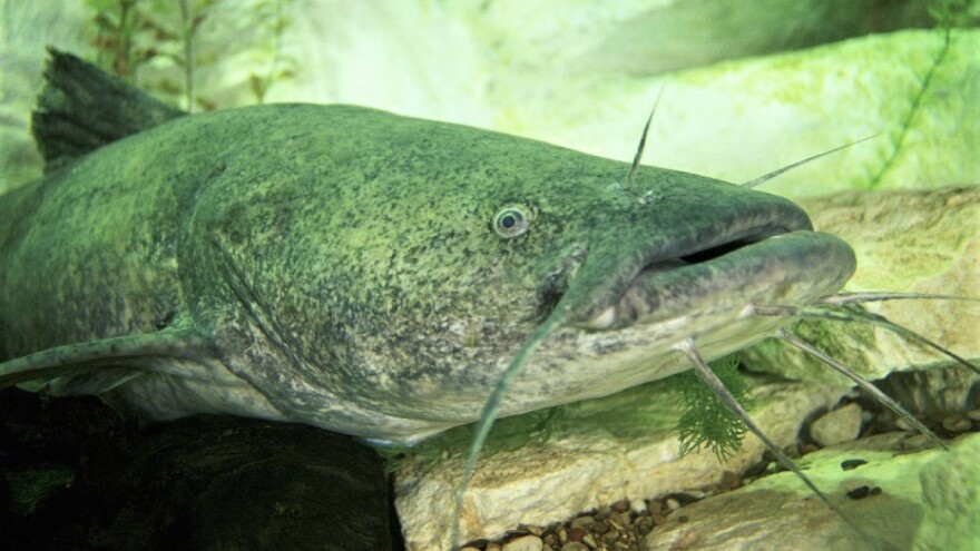 Ulovljen som od 67 kilograma!