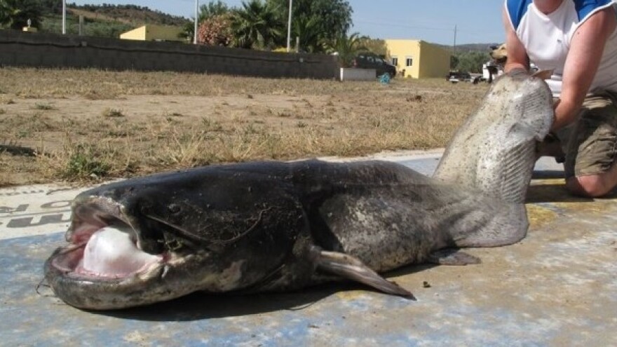 Mostarac ulovio kapitalca od 48 kilograma!