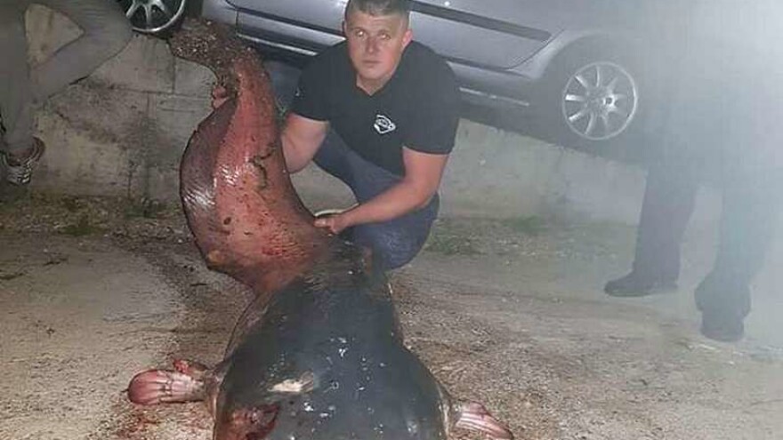 Izvukao soma teškog 77 kg!
