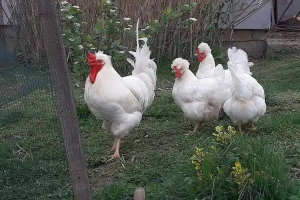 Somborska kaporka odlična za proizvodnju jaja i mesa na tradicionalan način