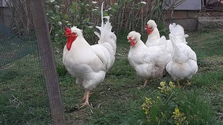 Somborska kaporka odlična za proizvodnju jaja i mesa na tradicionalan način