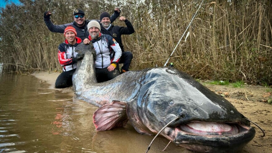 Rekordni som dug 292 centimetra ulovljen u Poljskoj, najveći na svijetu!
