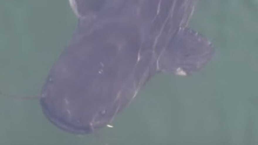 Somovi kapitalci u černobilskoj zoni