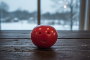 Sonja - paradajz koji je vječan?