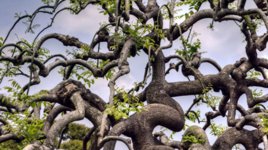 Japanska sofora iz Kine