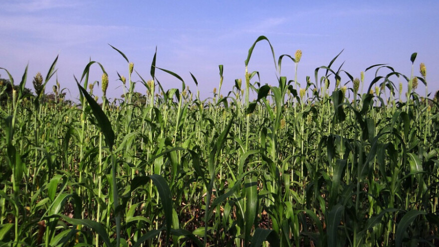 Sirak - korisna biljka i za ljude i životinje