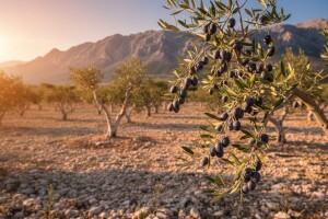 Sorta Krvavica - rješenje za razvoj bh maslinarstva