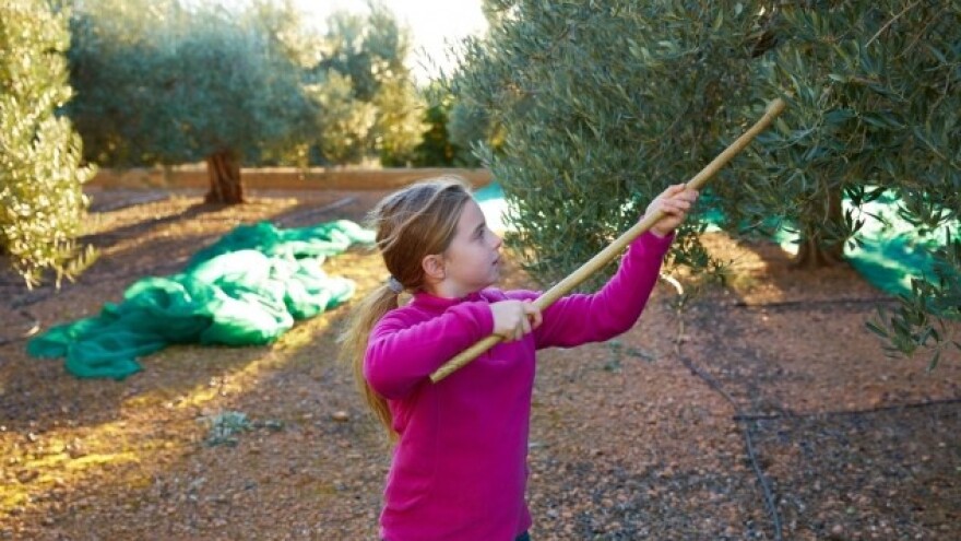 Sadnja maslinika sa sortama oprašivačima