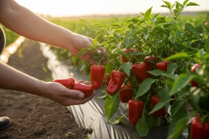 Sorta Palatoš podići će proizvodnju Šaframa