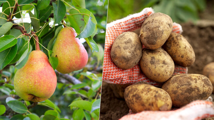 Šta znači kada je sorta rana ili kasna?