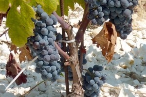 Vino kao destinacijski suvenir