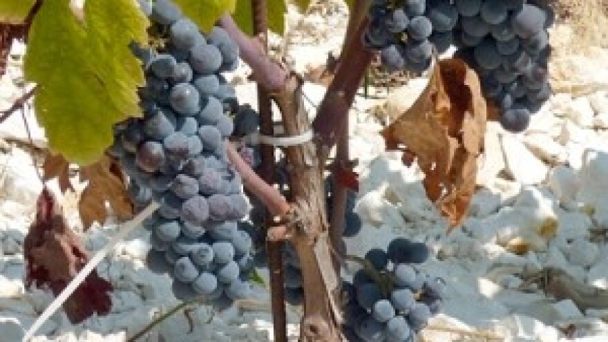 Vino kao destinacijski suvenir