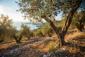 Sortiment najprofitabilnijih maslina u Hrvatskoj