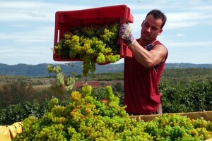 Kiša usporava berbe istarskih vinograda, a nedostaje i berača
