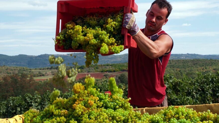 Kiša usporava berbe istarskih vinograda, a nedostaje i berača