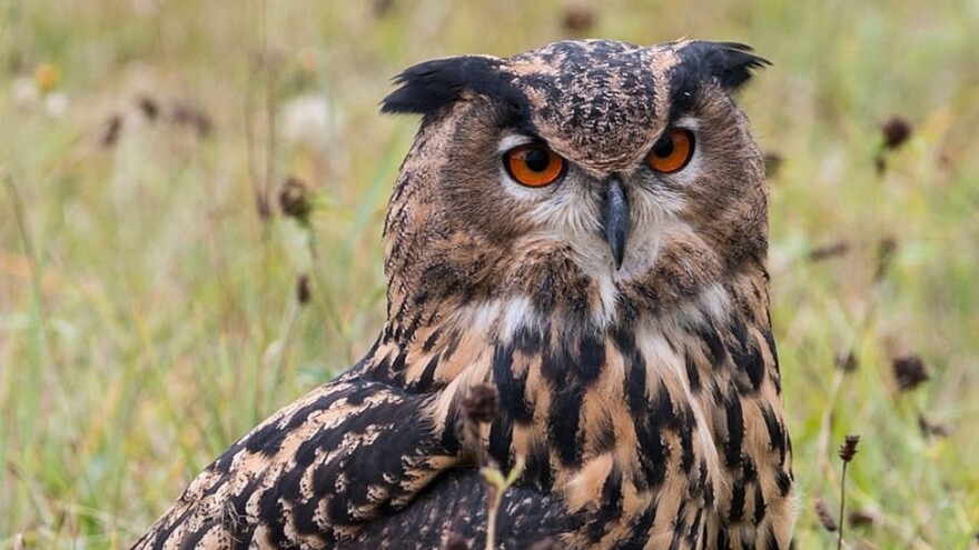 Sova ušara proglašena pticom godine - što ju veže sa stočarstvom i poljodjelstvom?