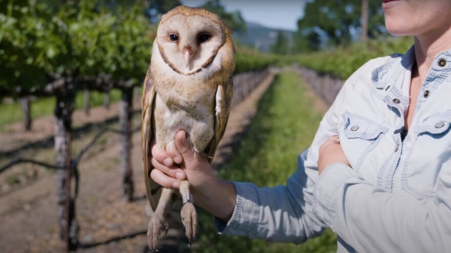 U kalifornijskim vinogradima koriste se sove umesto rodenticida