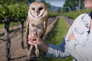 U kalifornijskim vinogradima se koriste sove umjesto rodenticida