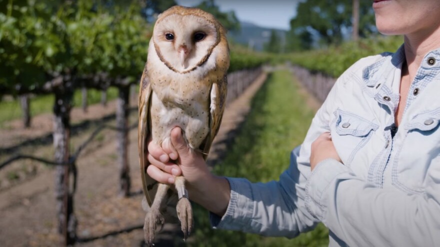 U kalifornijskim vinogradima se koriste sove umjesto rodenticida
