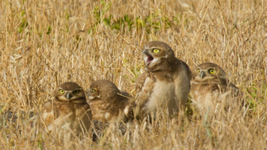 Sova - pomoćni radnik na njivi