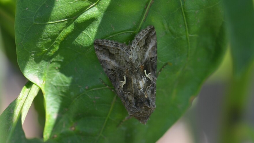Gusjenice sovice gama napadaju i lišće paprike, krompira, kupusa