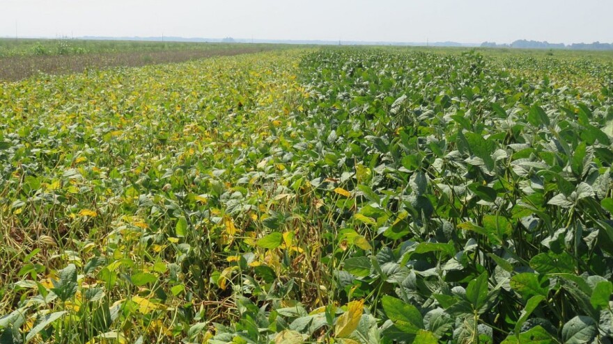 Zasadi soje i suncokreta u dobrom stanju, očekuju se stabilni prinosi
