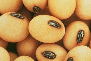 Monsanto u gubitku zbog slabe prodaje GM soje
