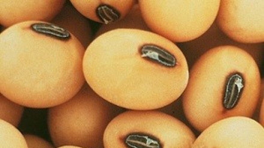 Monsanto u gubitku zbog slabe prodaje GM soje