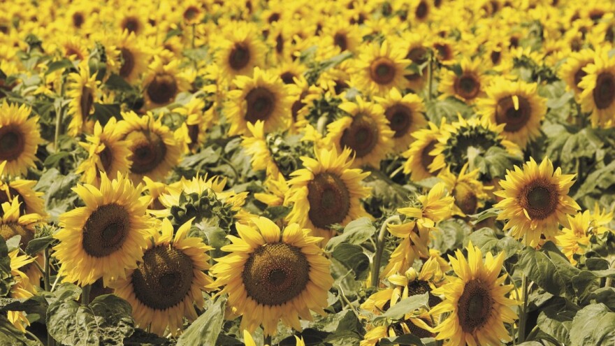 Upoznajte RWA hibrid suncokreta ES WILLIS CLP - odličan i za najzapadnije dijelove Hrvatske!