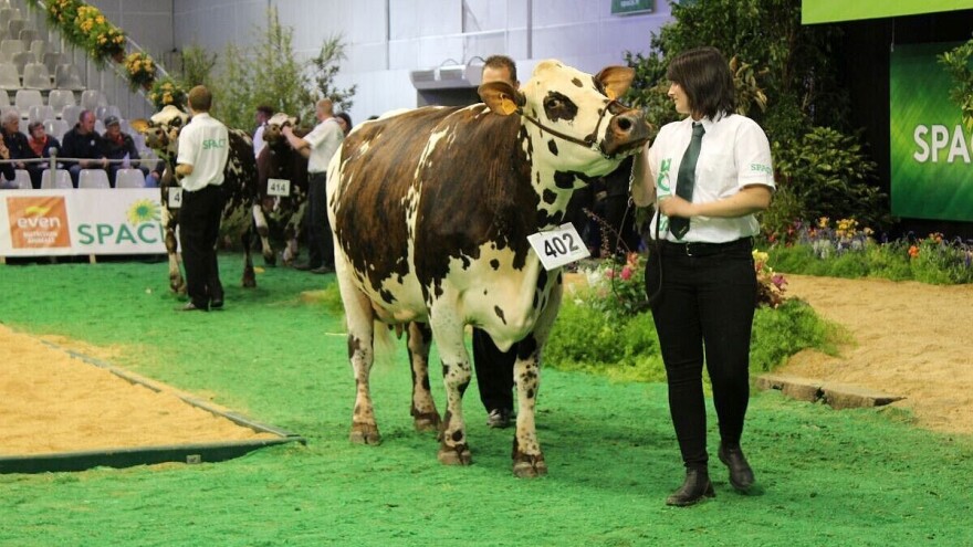 Kako izabrati i pripremiti životinje za izložbe i sajmove?