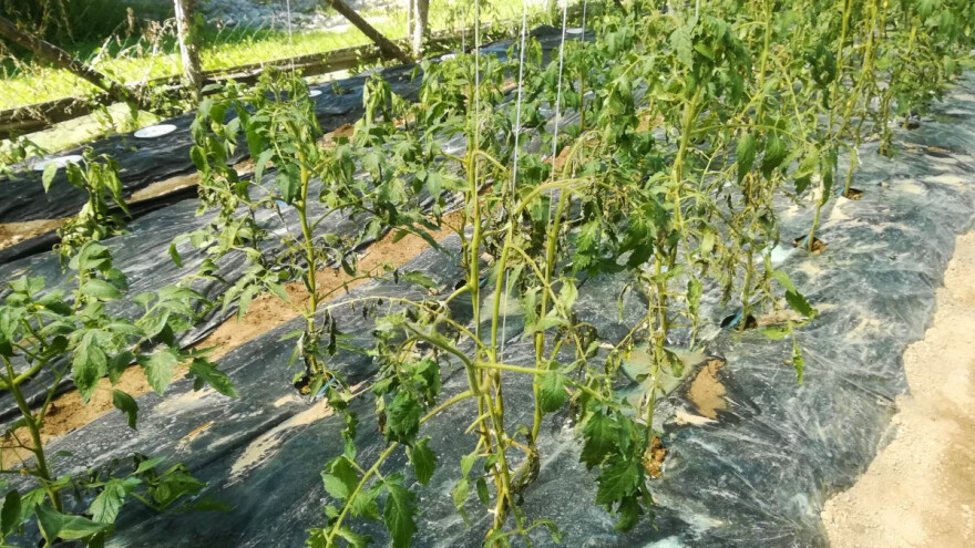 Zeleno uvenuće može dovesti do propadanja usjeva povrća