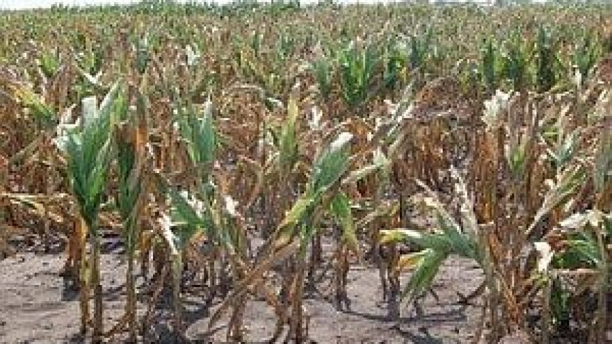 Šećerna repa i kukuruz pogođeni sušom