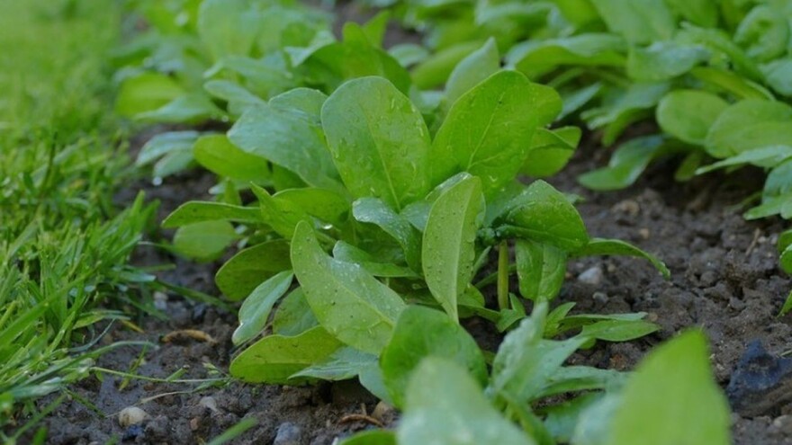 Koji spanać uzgajate? Obični, novozelandski ili malabarski